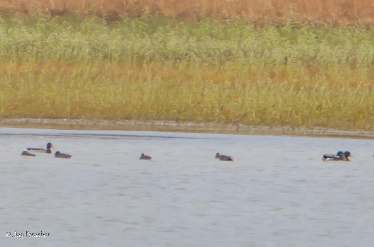 Mallard - ML645014659