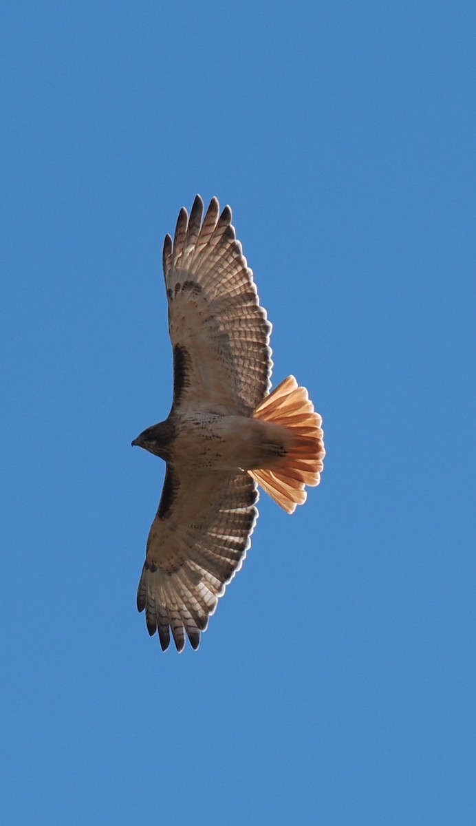 Red-tailed Hawk - ML645014660