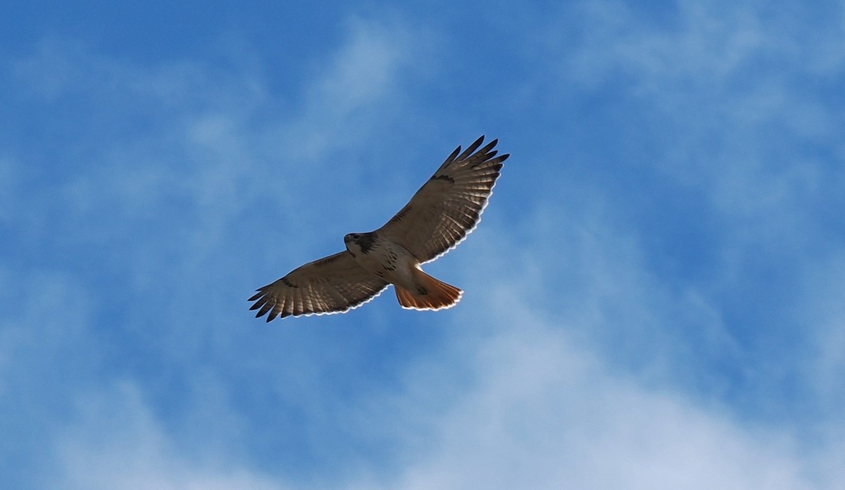 Red-tailed Hawk - ML645014666