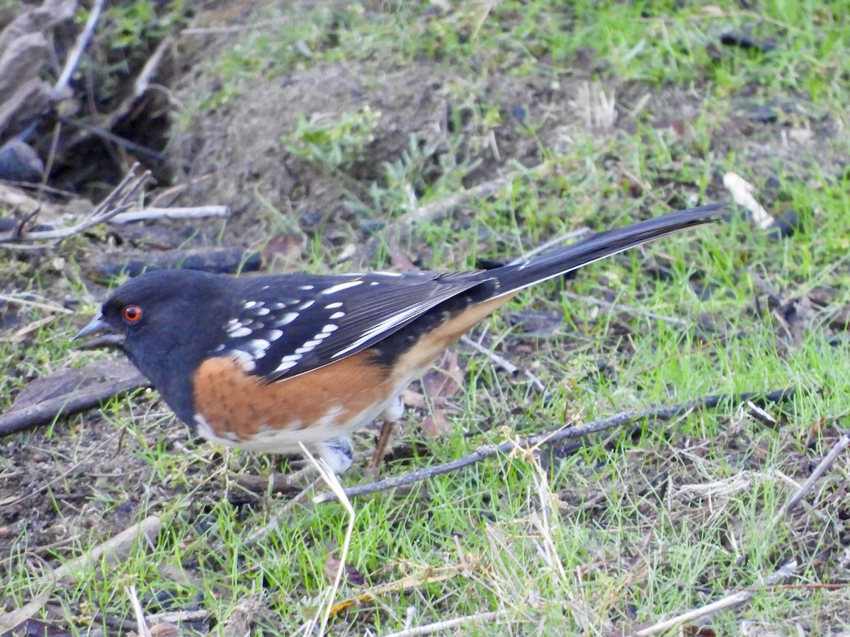 Spotted Towhee - ML645014668