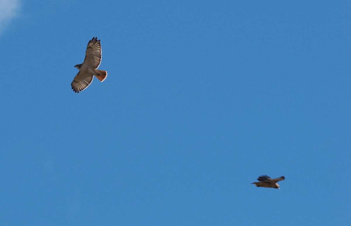 Red-tailed Hawk - ML645014673