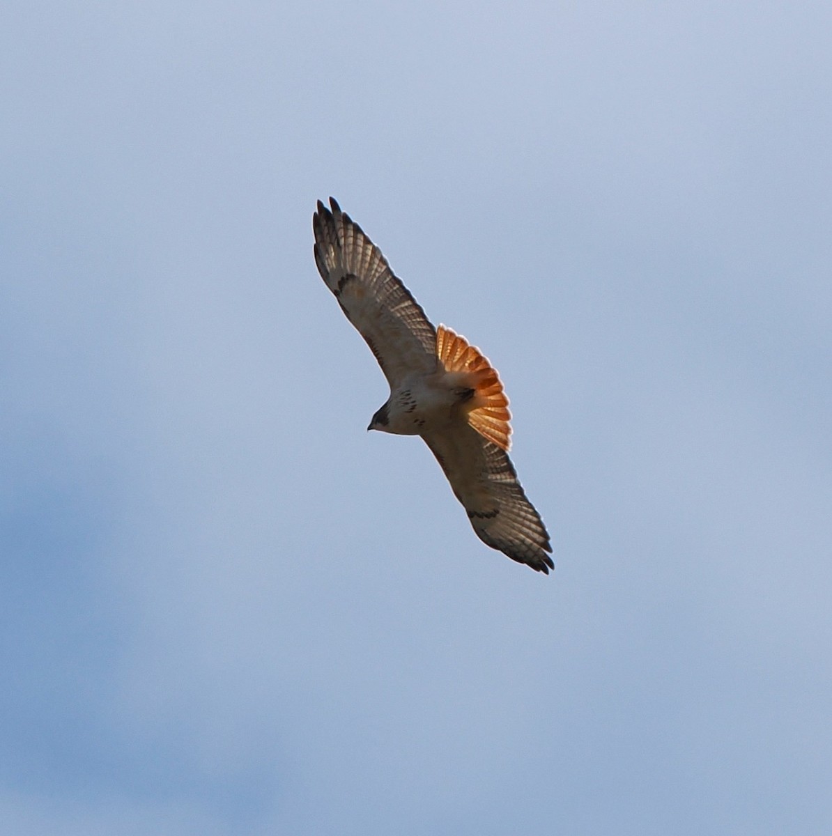 Red-tailed Hawk - ML645014685
