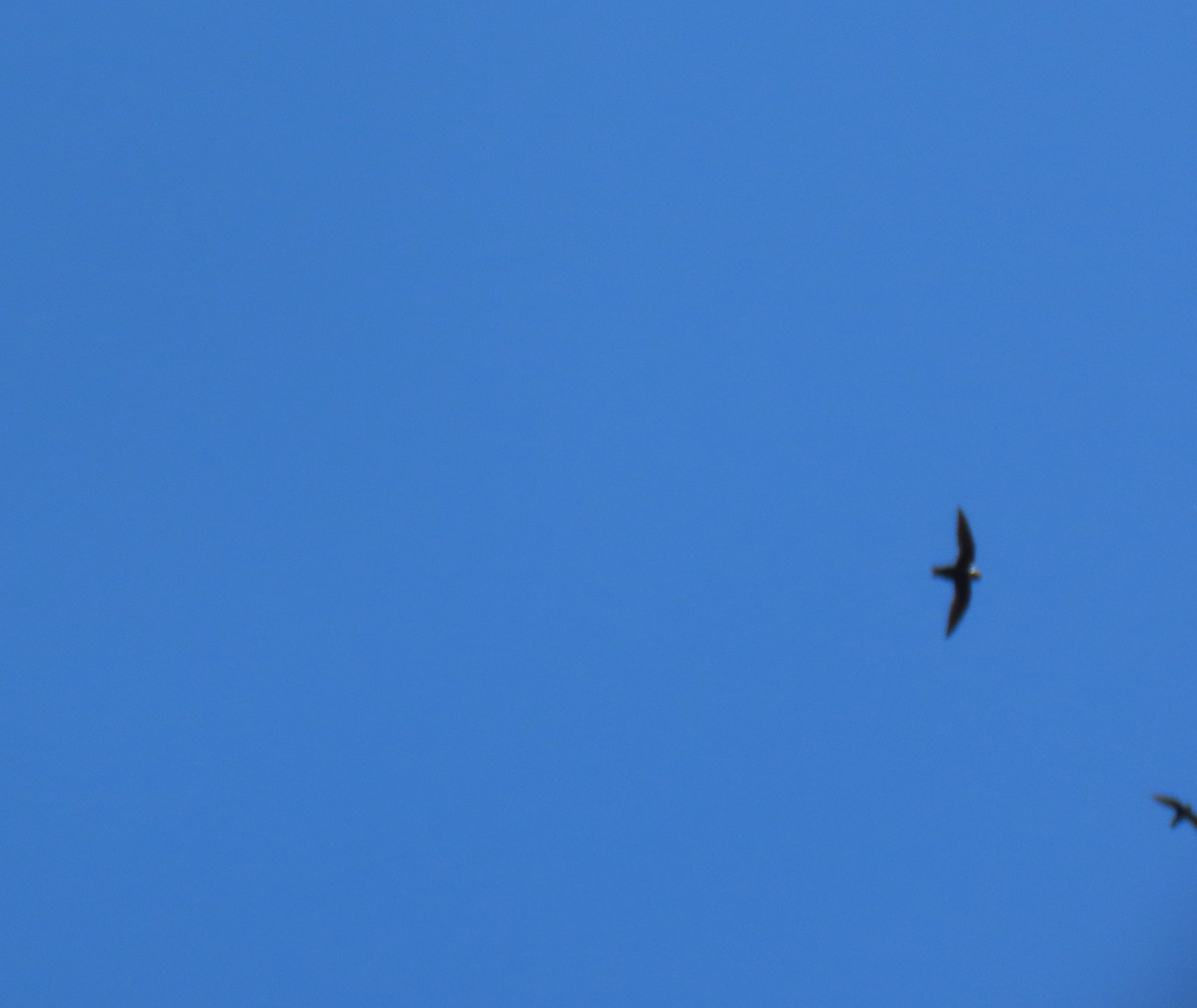 Vencejo Acollarado - ML645014694