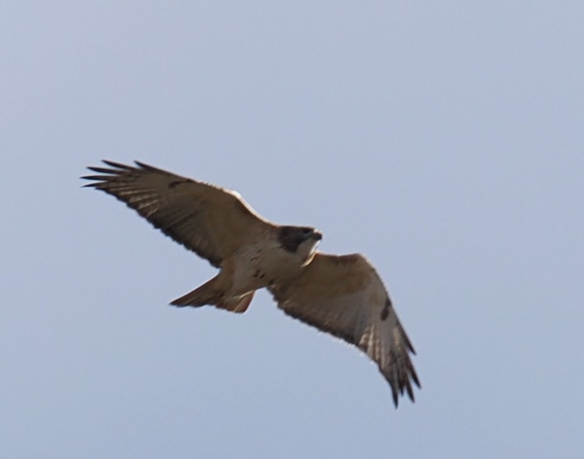 Red-tailed Hawk - ML645014699