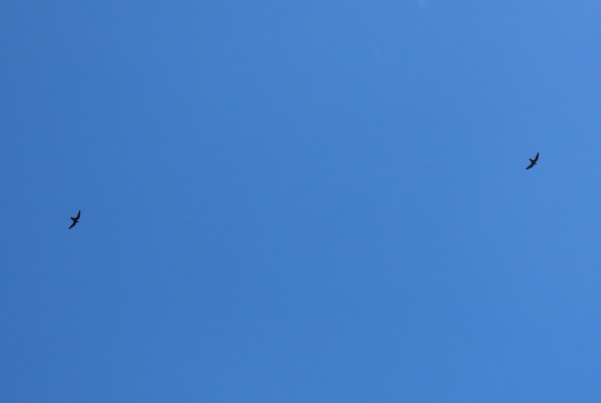 Vencejo Acollarado - ML645014701