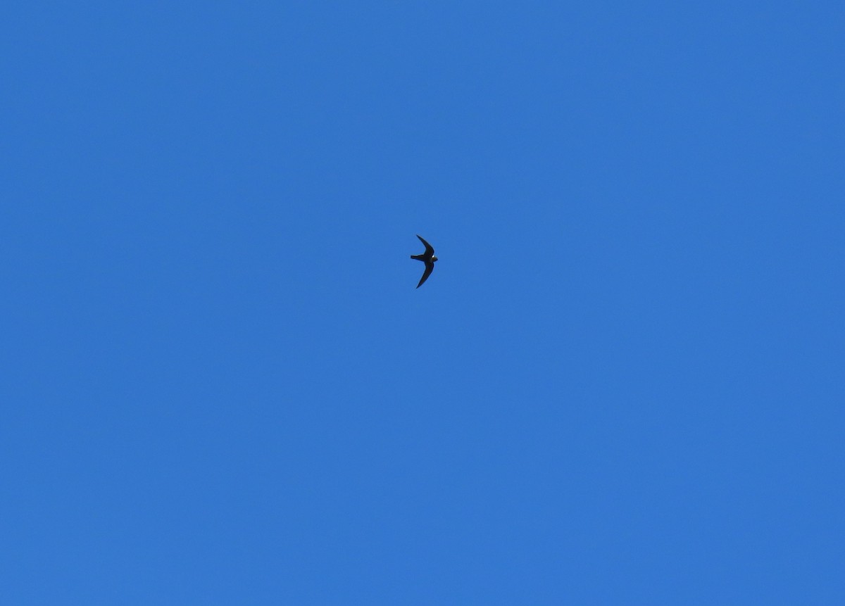 Vencejo Acollarado - ML645014702