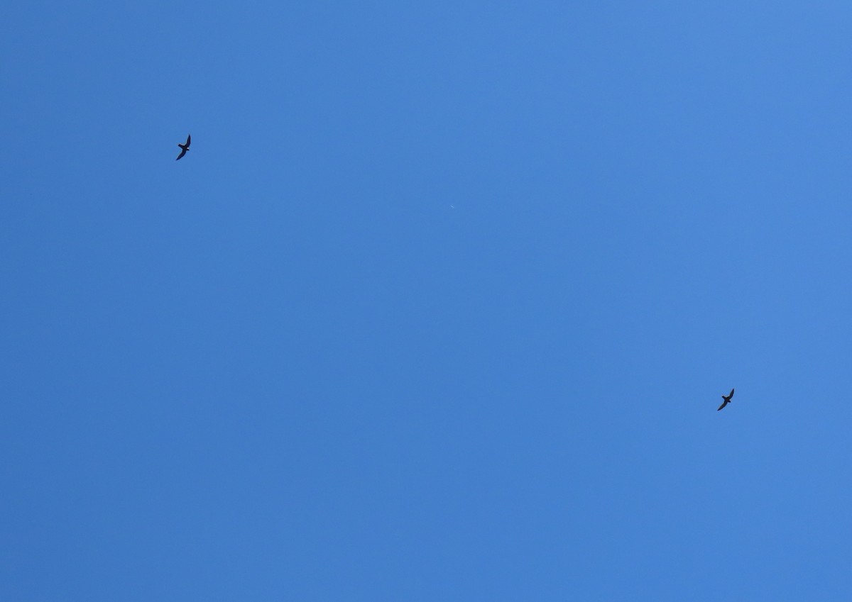 Vencejo Acollarado - ML645014703