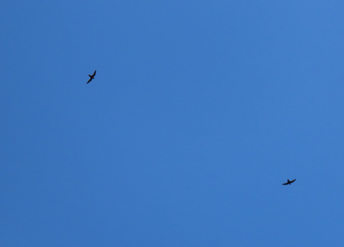 Vencejo Acollarado - ML645014704