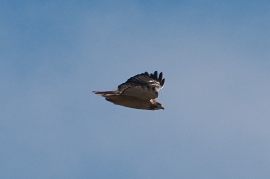 Red-tailed Hawk - ML645014705
