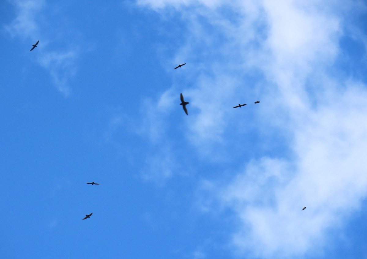 Vencejo Acollarado - ML645014706