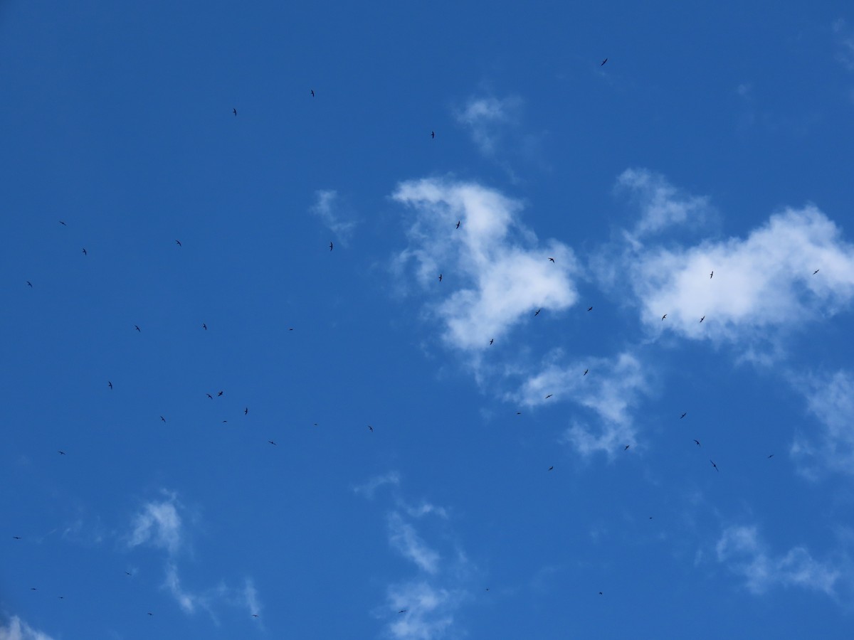 Vencejo Acollarado - ML645014707