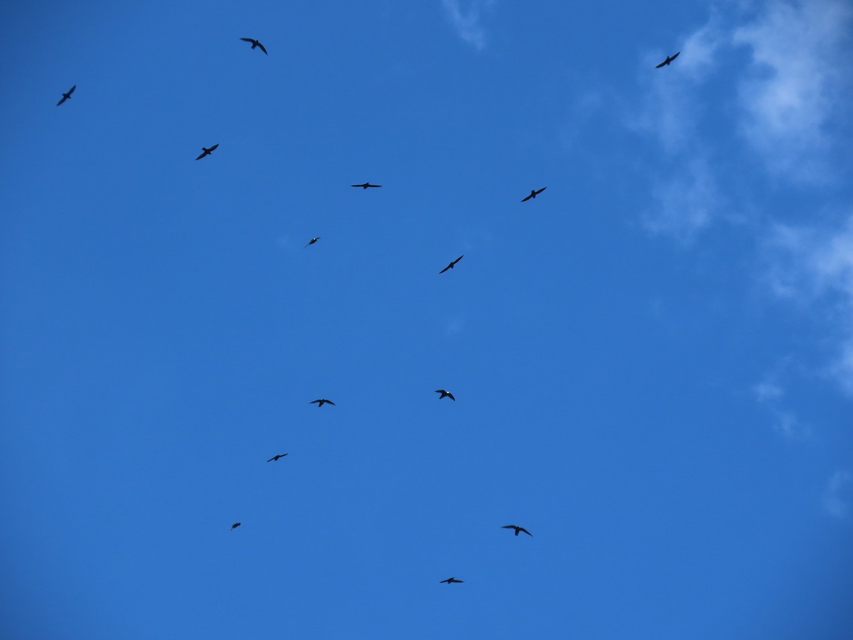 Vencejo Acollarado - ML645014708