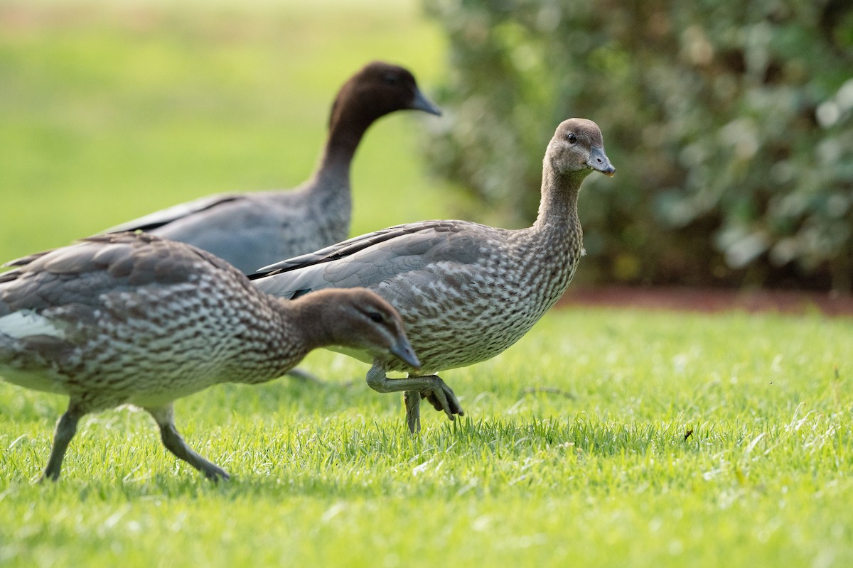 kachnička hřívnatá - ML645014714