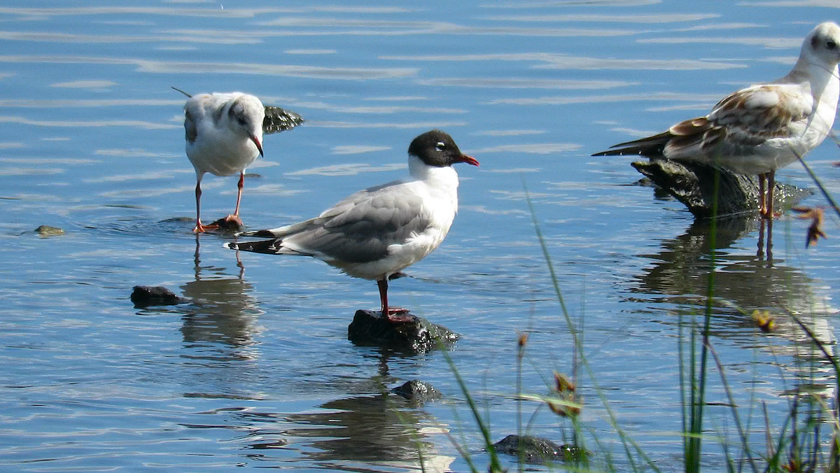 弗氏鷗 - ML645014715