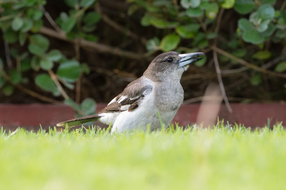 flétňák černohrdlý - ML645014716