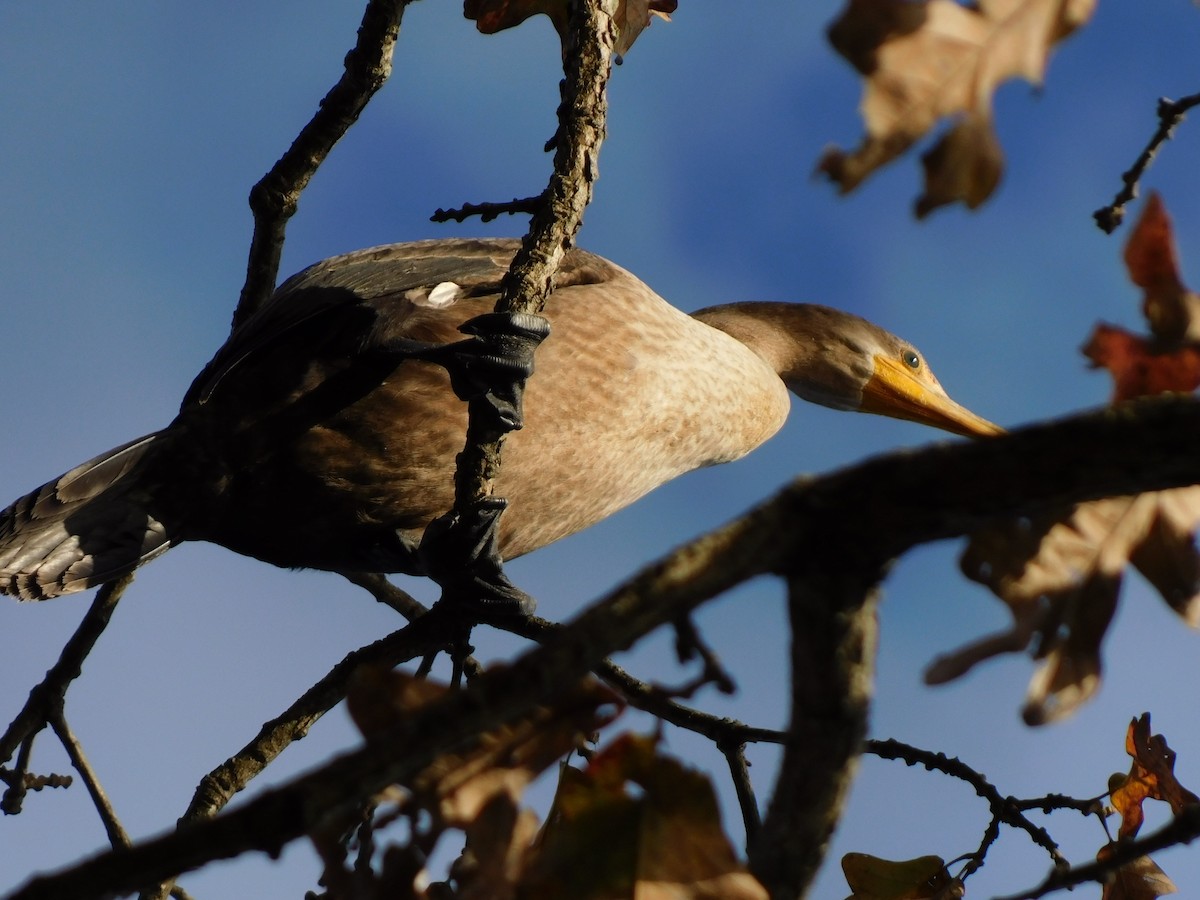 Double-crested Cormorant - ML645014718