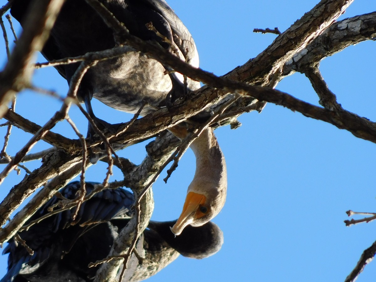 Double-crested Cormorant - ML645014720