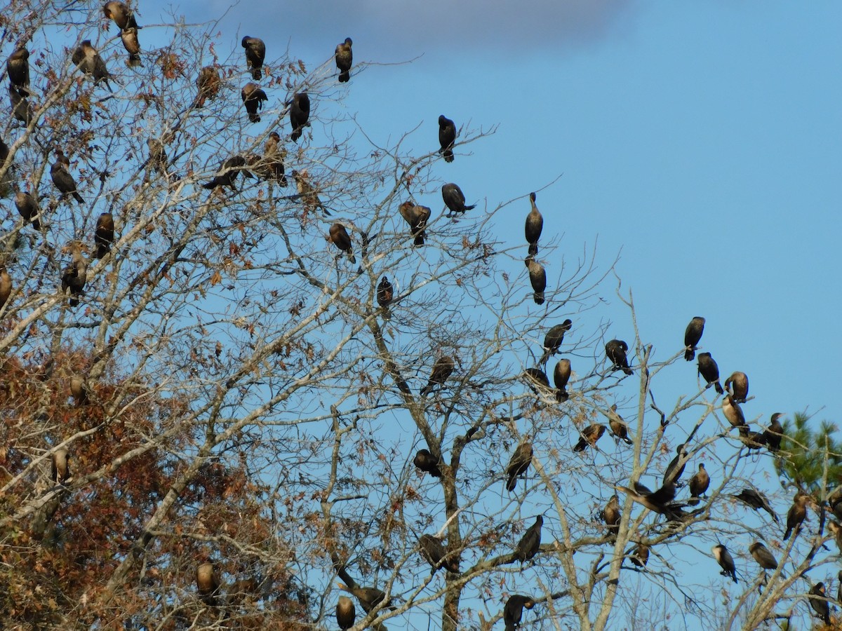 Double-crested Cormorant - ML645014721
