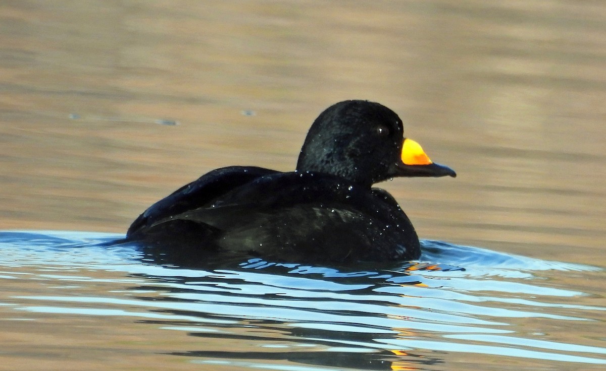 Black Scoter - ML645014723