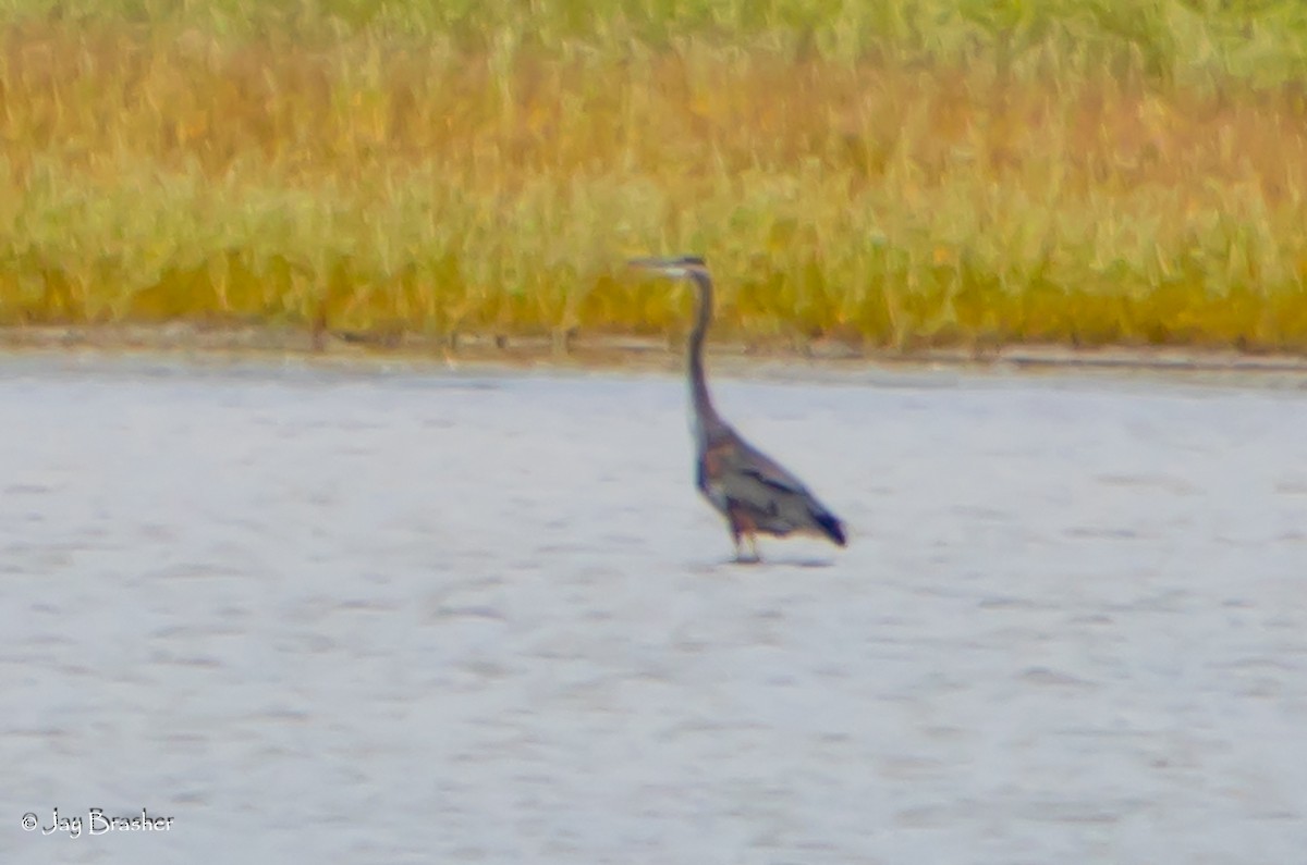 Great Blue Heron - ML645014727