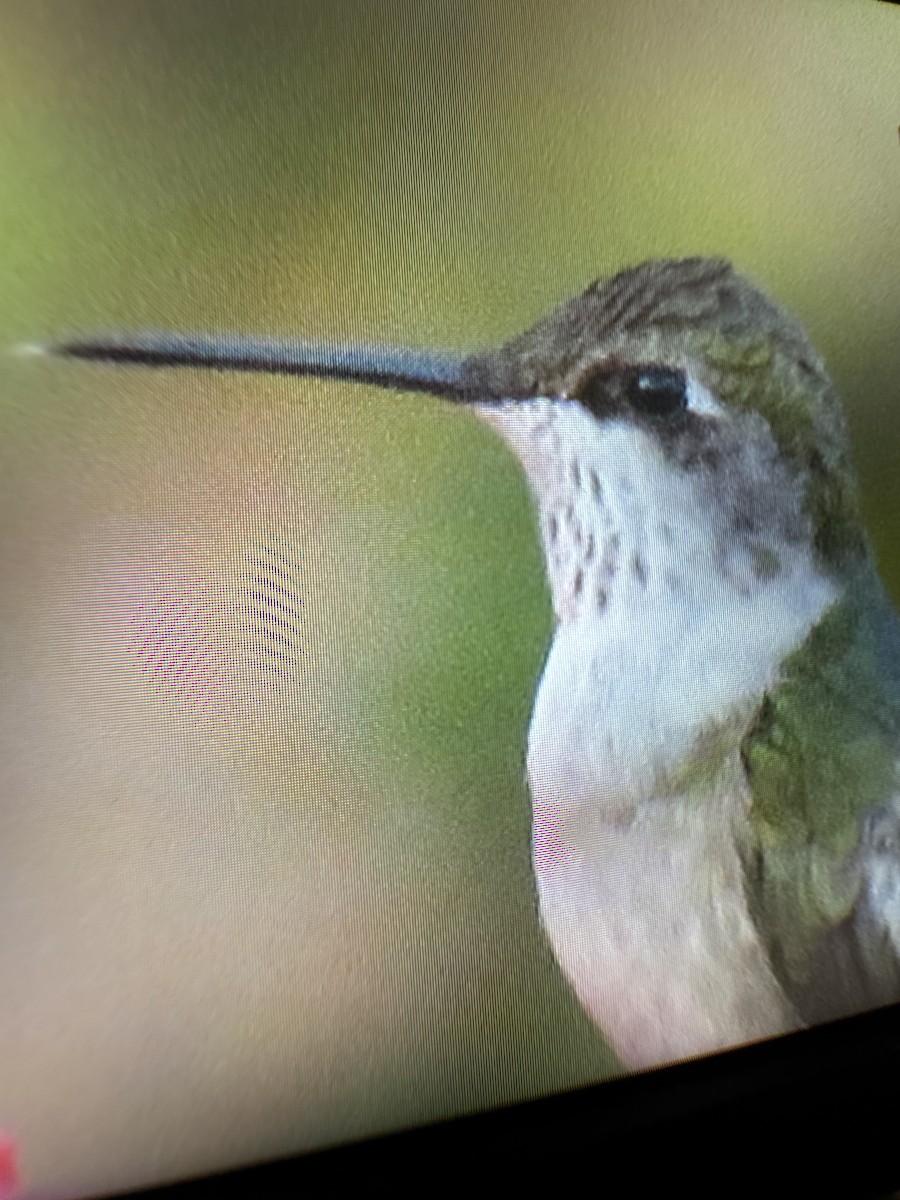 kalypta rubínohrdlá - ML645014746