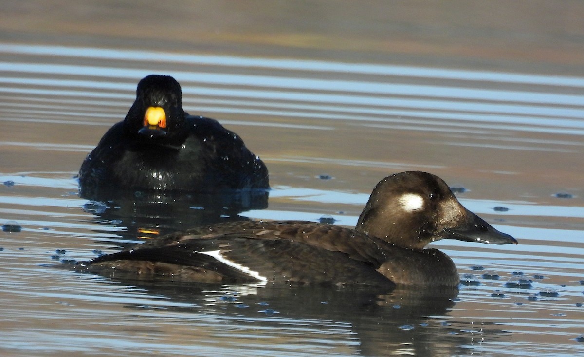 White-winged Scoter - ML645014750
