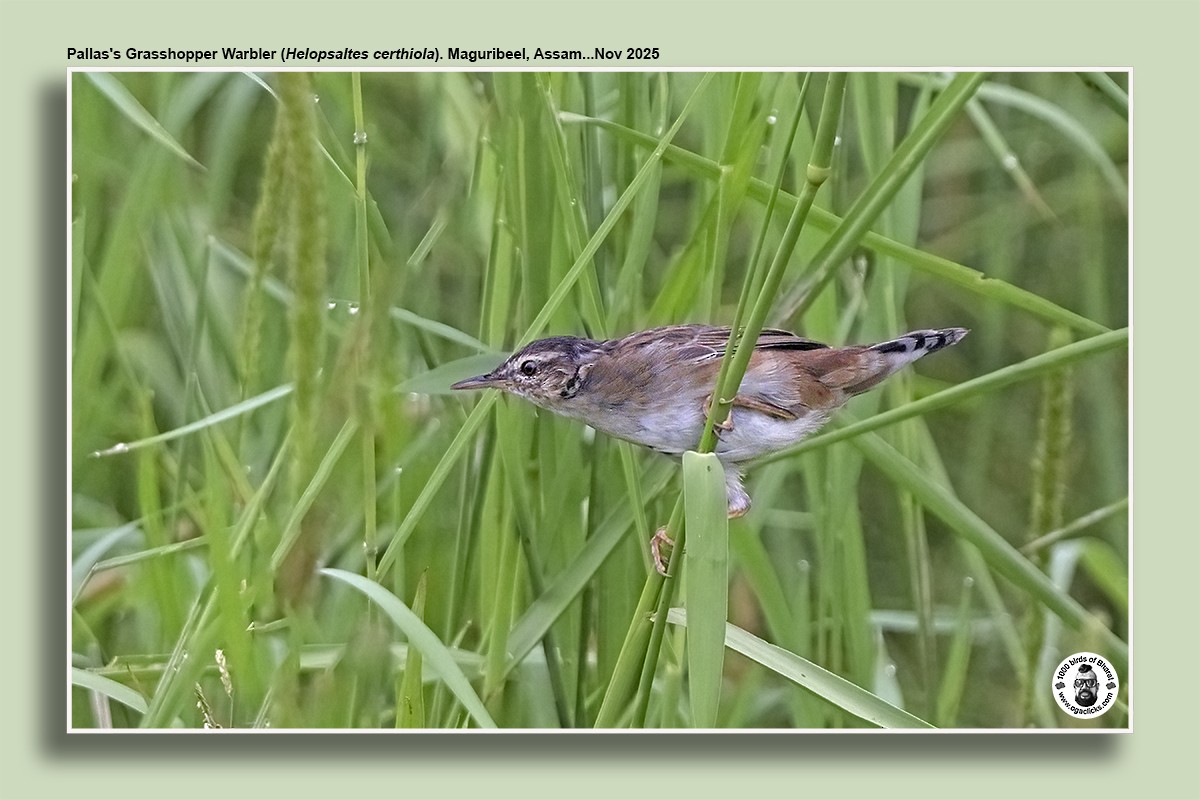 Pallas's Grasshopper Warbler - ML645014771