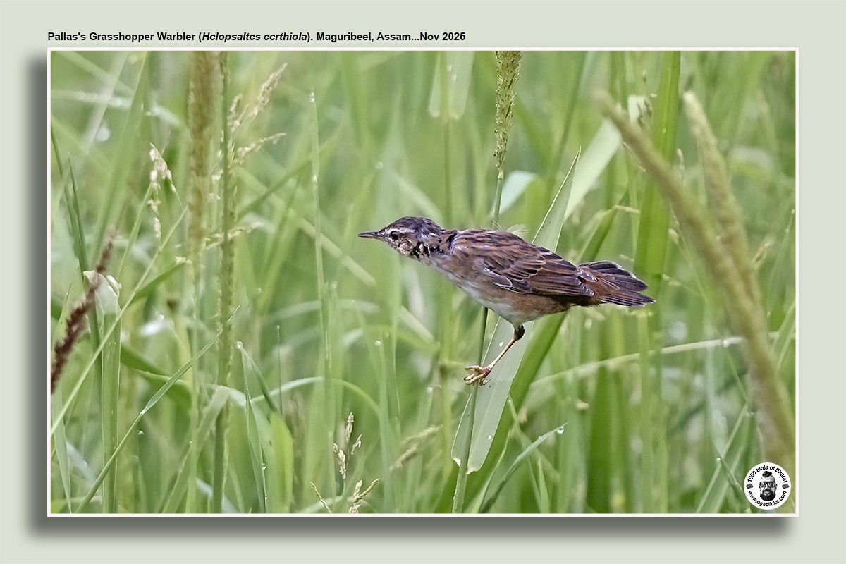 Pallas's Grasshopper Warbler - ML645014772
