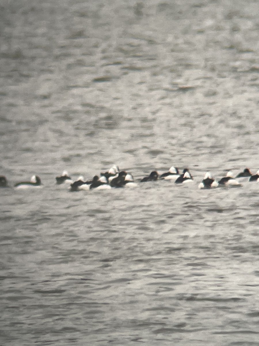 Bufflehead - ML645014777