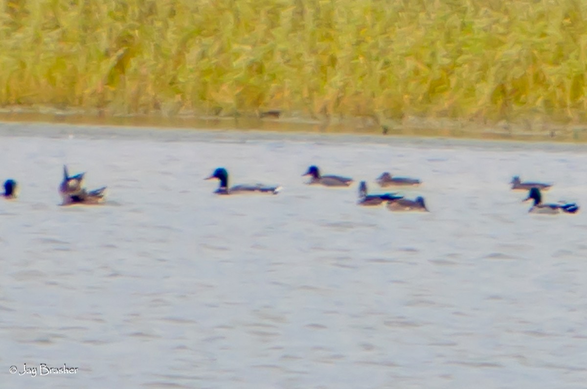 Mallard - ML645014784