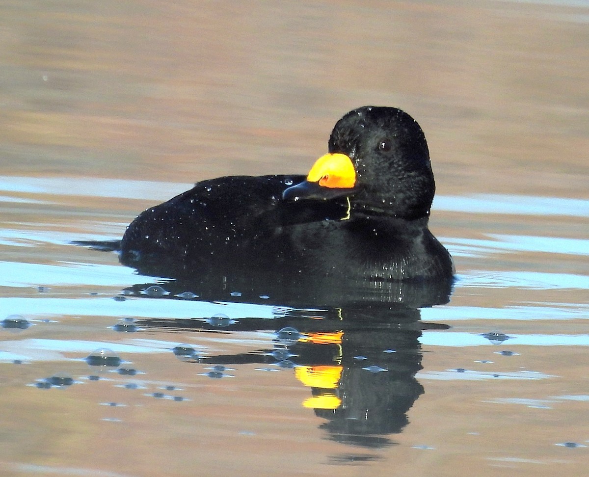 Black Scoter - ML645014785