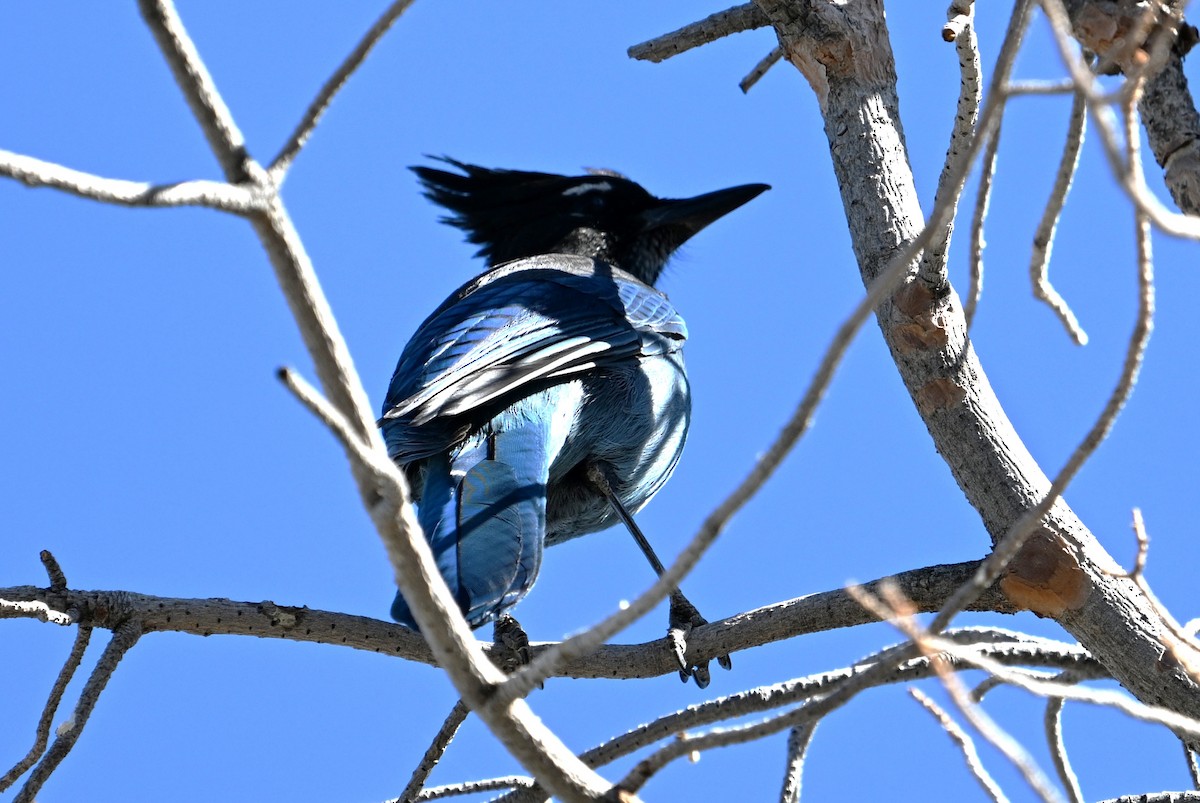 Steller Kargası - ML645014788