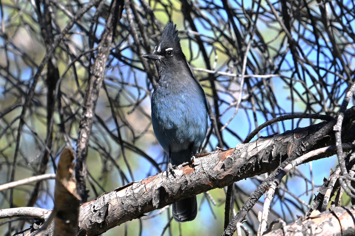 Steller Kargası - ML645014789