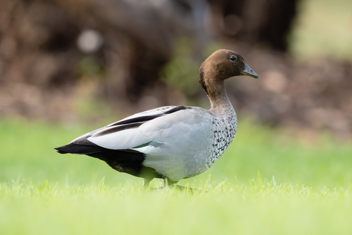 kachnička hřívnatá - ML645014794