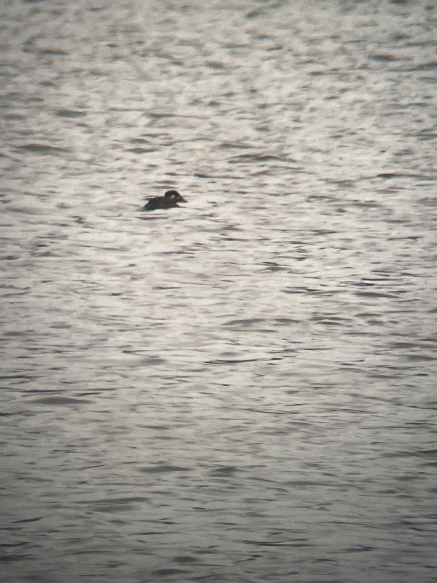 Surf Scoter - ML645014796