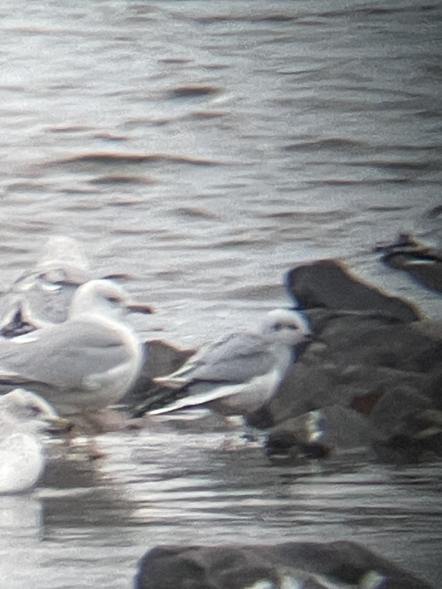 Bonaparte's Gull - ML645014803