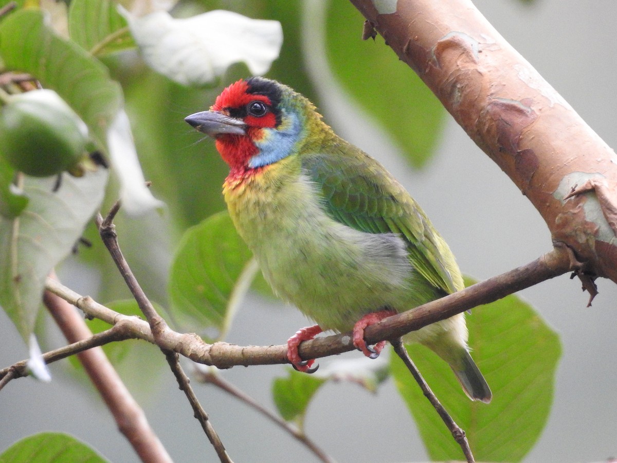 Malabar Barbet - PRIYA  AV