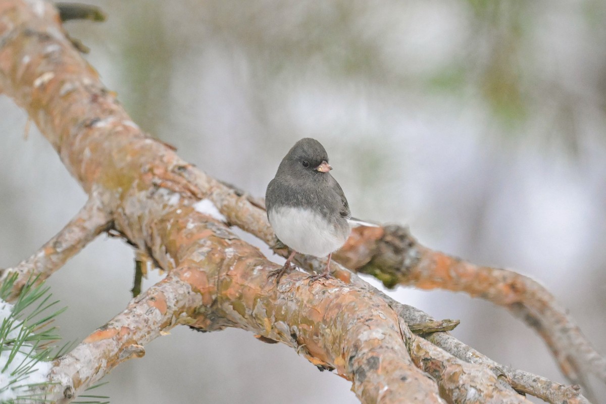 Серый юнко - ML645014811