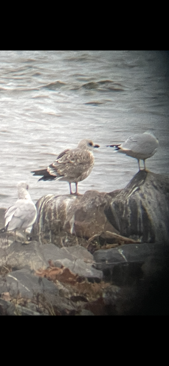 Lesser Black-backed Gull - ML645014813