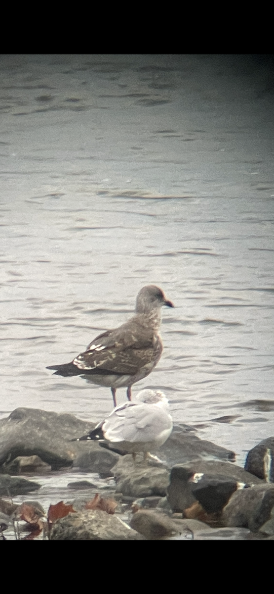 Lesser Black-backed Gull - ML645014814