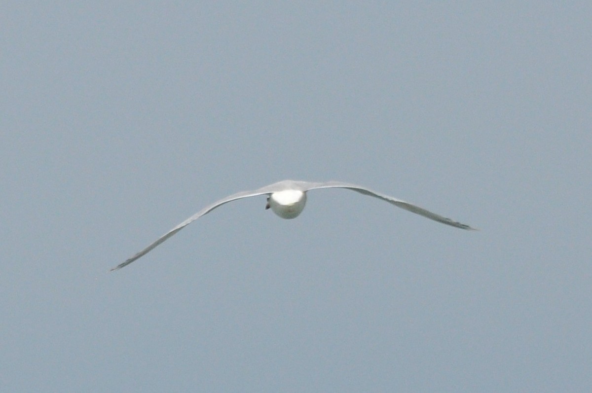 ニシズグロカモメ - ML645014816