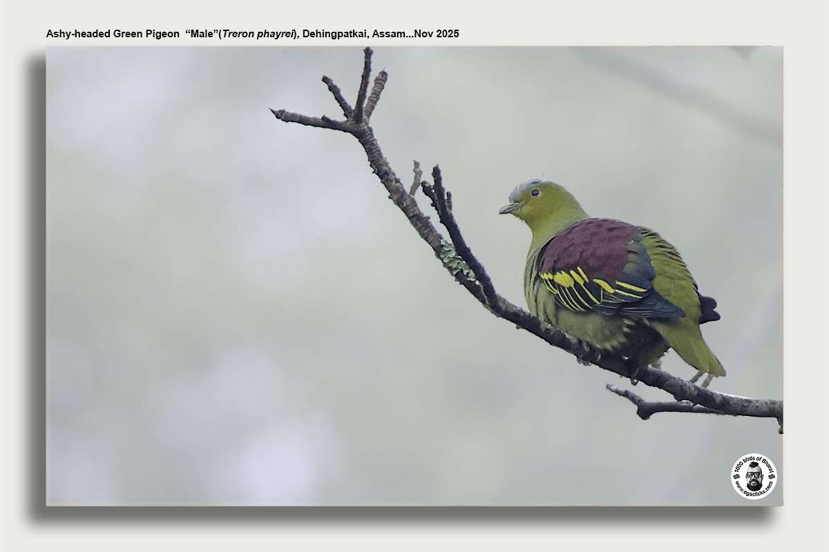 Ashy-headed Green-Pigeon - ML645014827
