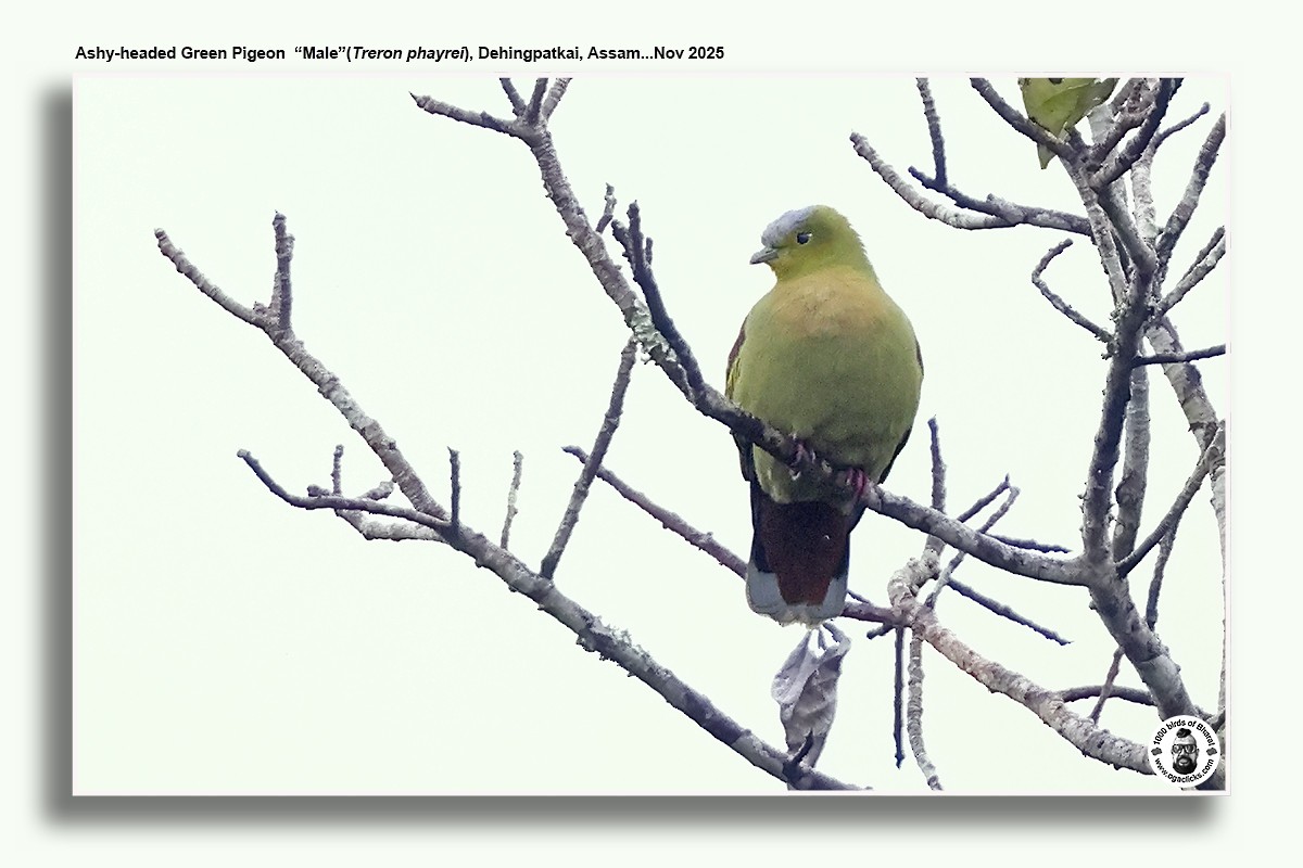 Ashy-headed Green-Pigeon - ML645014829