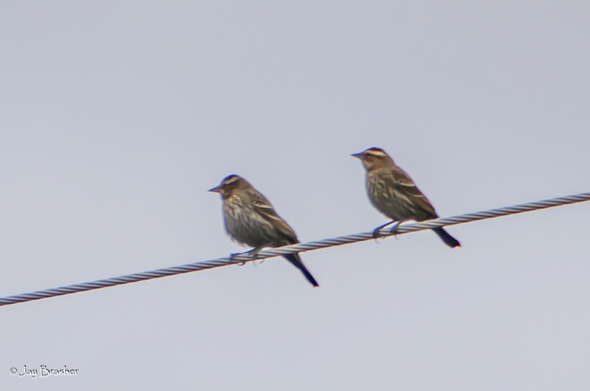 Red-winged Blackbird - ML645014835