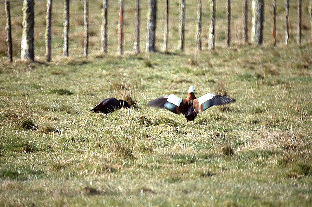 Tarro Maorí - ML645014839