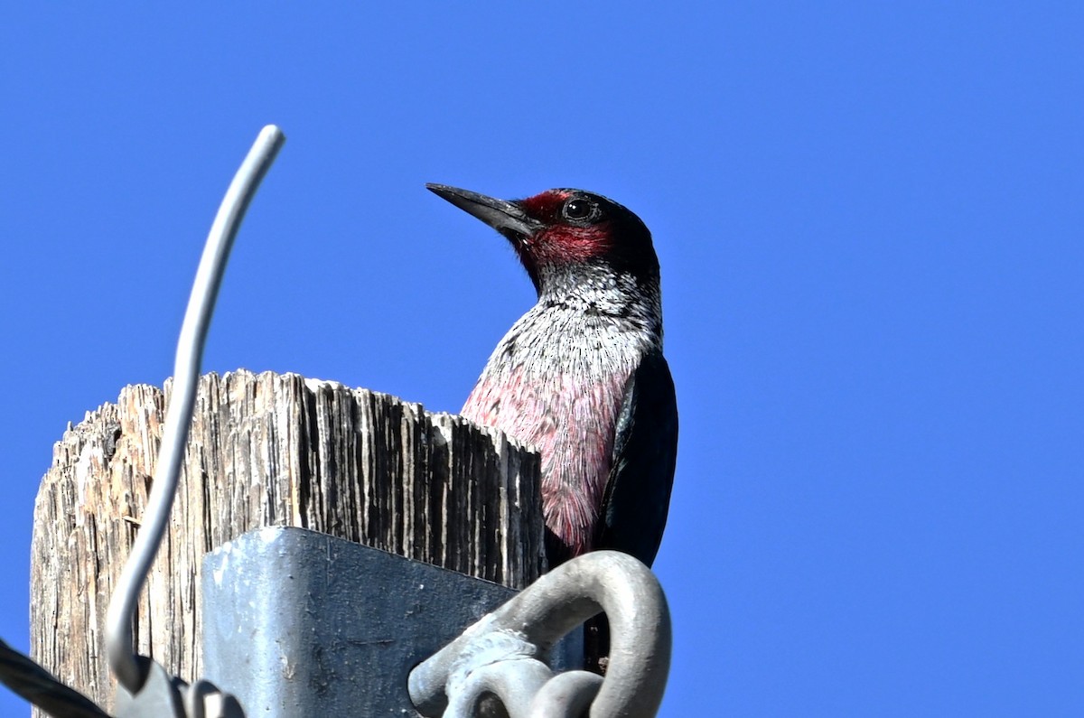 Lewis's Woodpecker - ML645014841