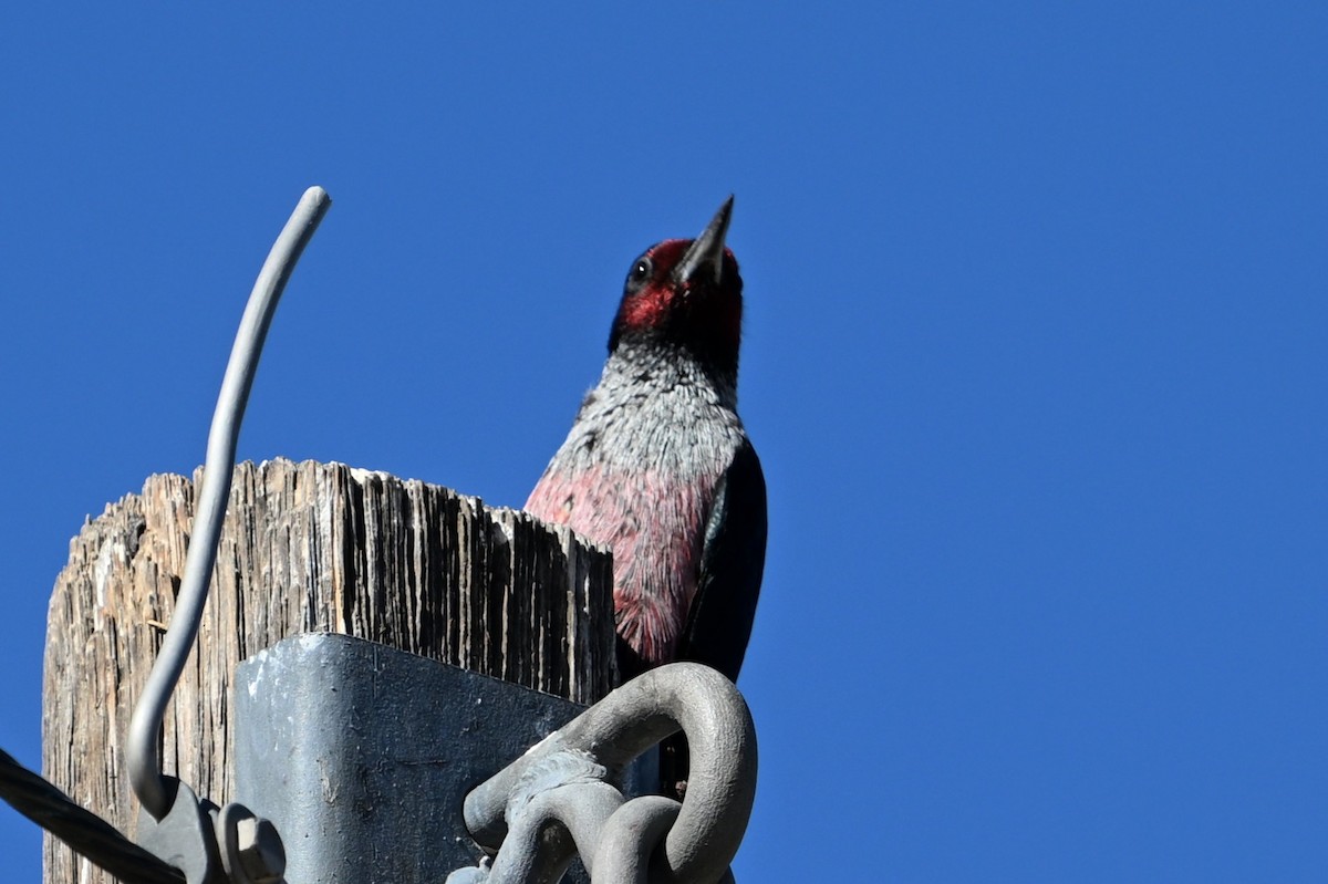 Lewis's Woodpecker - ML645014842