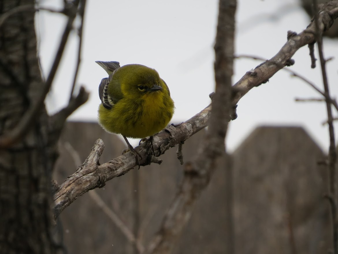 Pine Warbler - ML645014857
