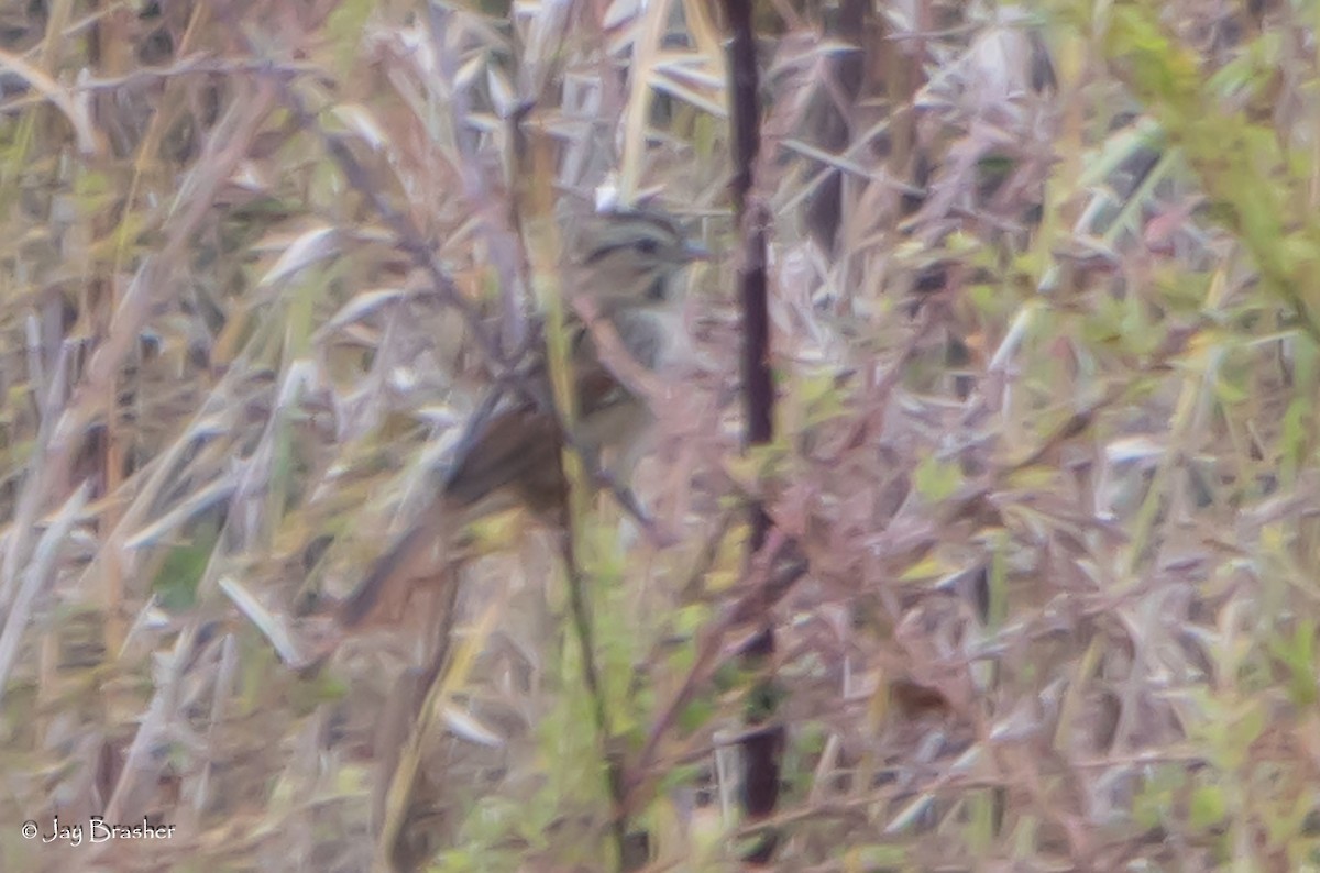 Swamp Sparrow - ML645014859