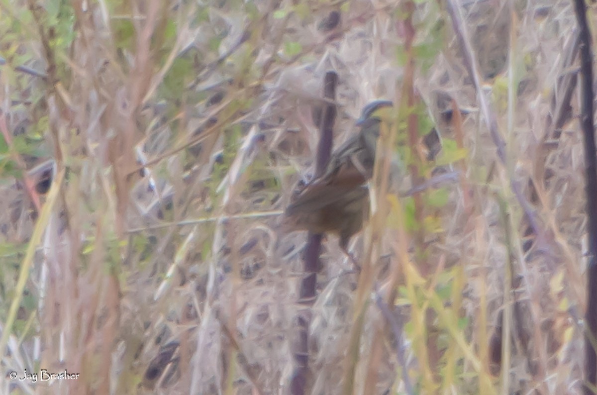 Swamp Sparrow - ML645014860